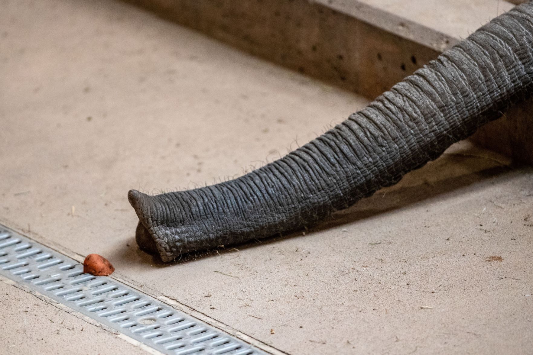 031921-owh-new-elephants-pic-cm002